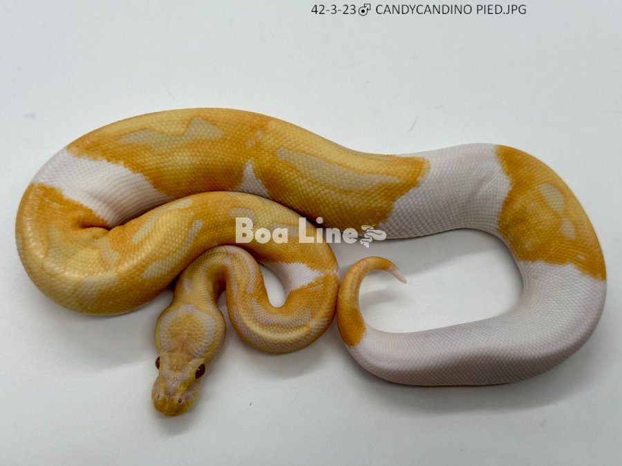 CANDY/CANDINO PIED